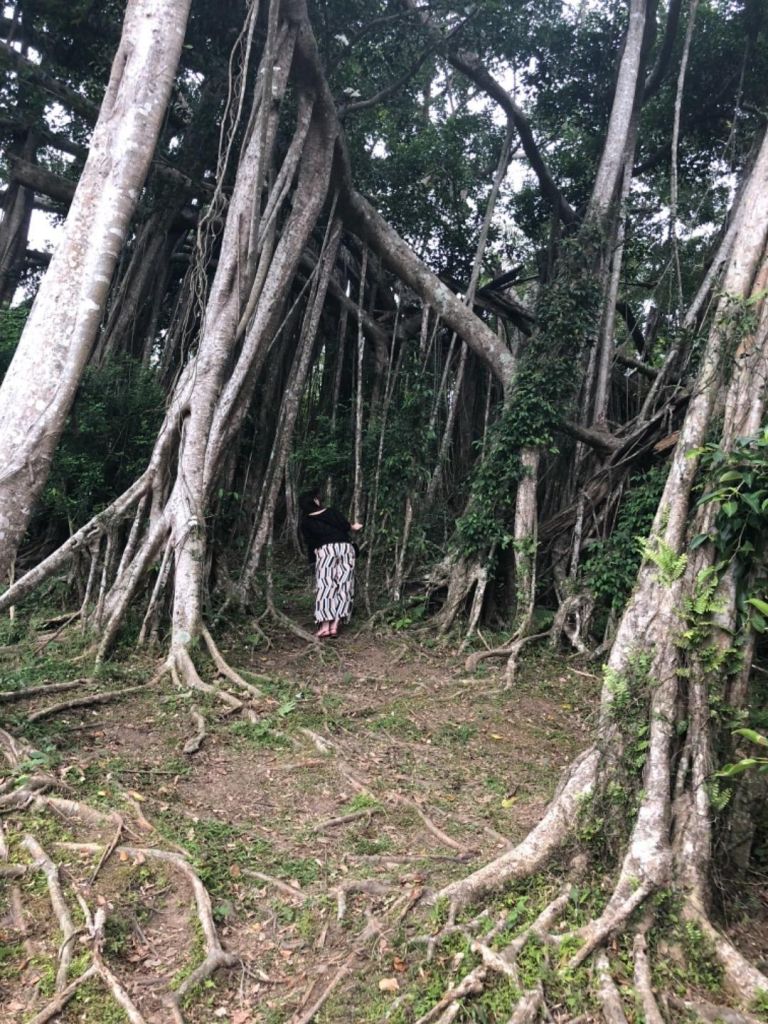 知本國家森林遊樂區午後一遊_305867