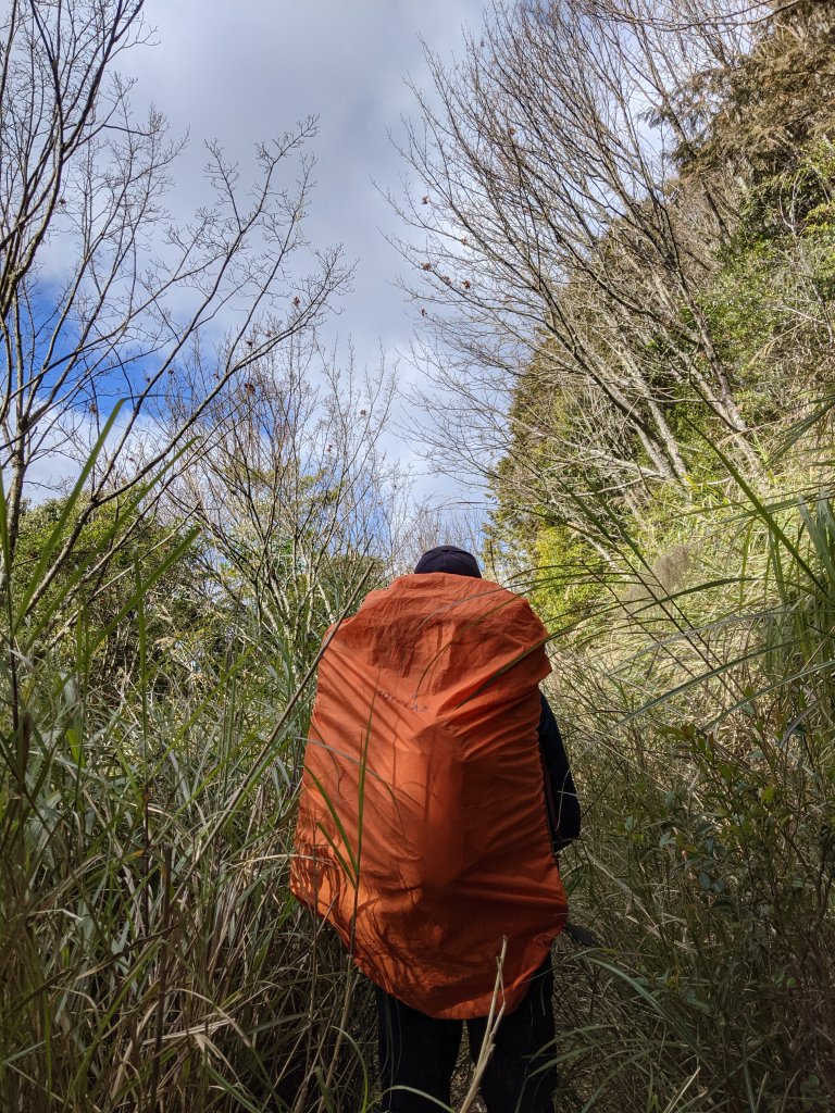 【高雄桃源】小關山林道上小關山_1275177