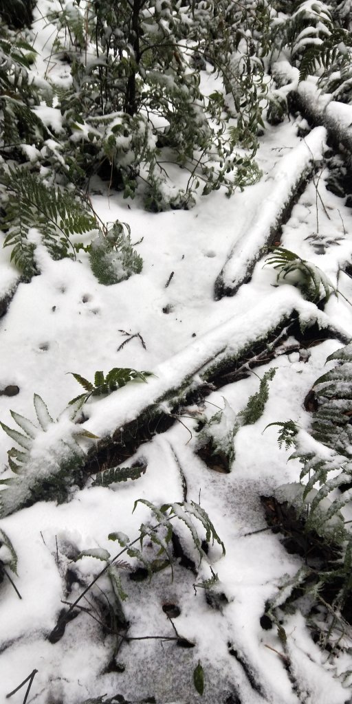 父子倆包山，內洞林道上大保克山群峰追雪_1232937