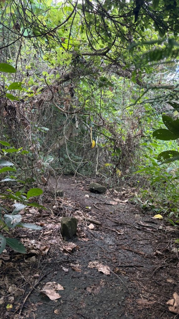 三腳南山_2799536