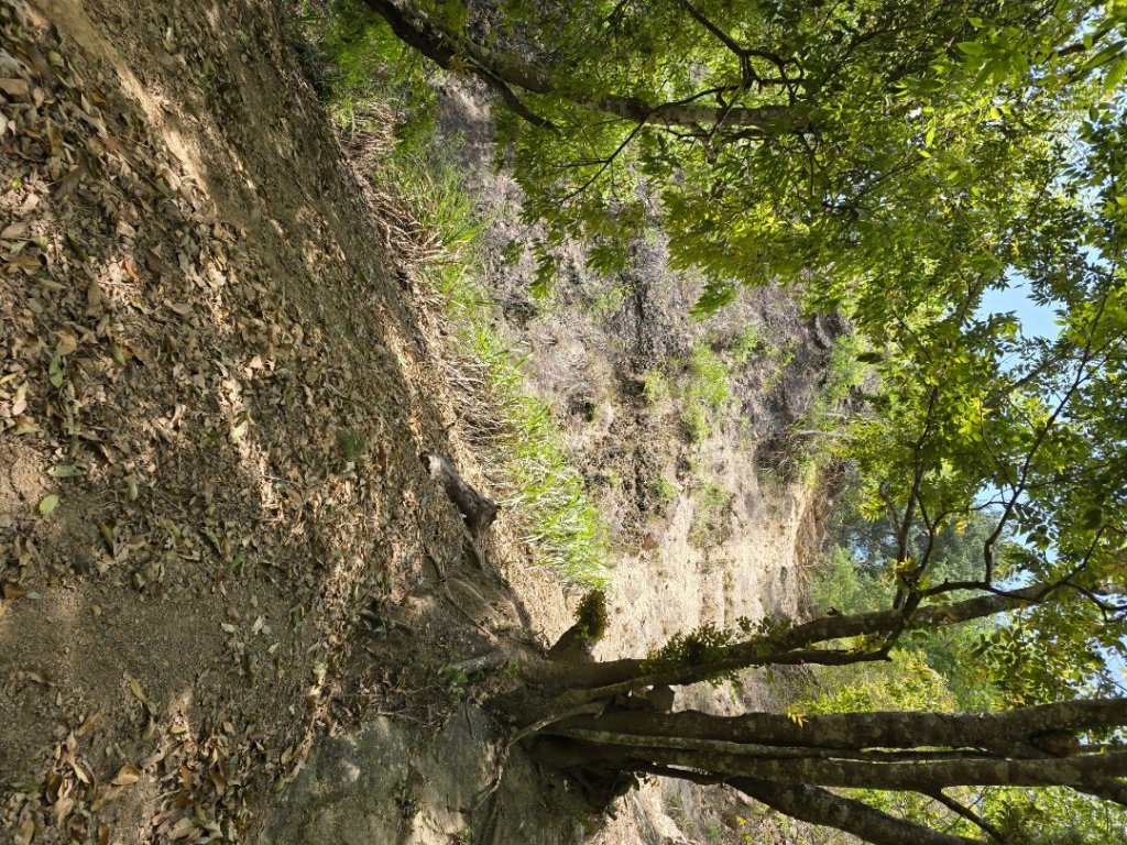 谷關松鶴橋對面的德芙蘭生態步道順登東卯山西南峰_2748297