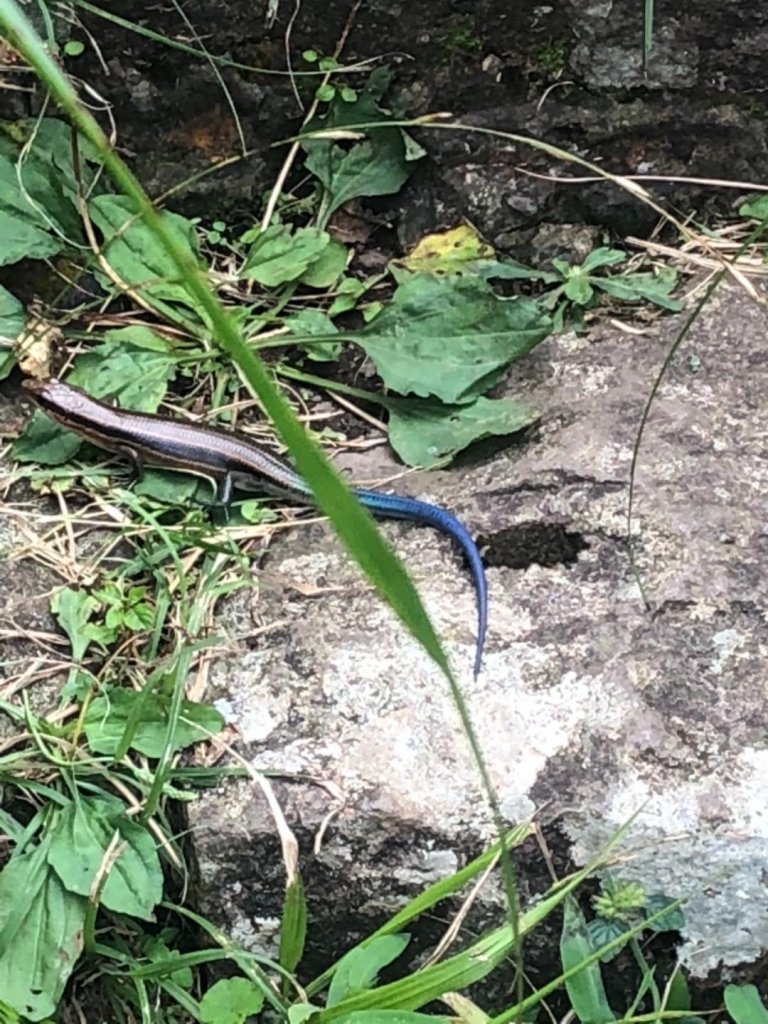 大屯主峰南峰20190727_637359