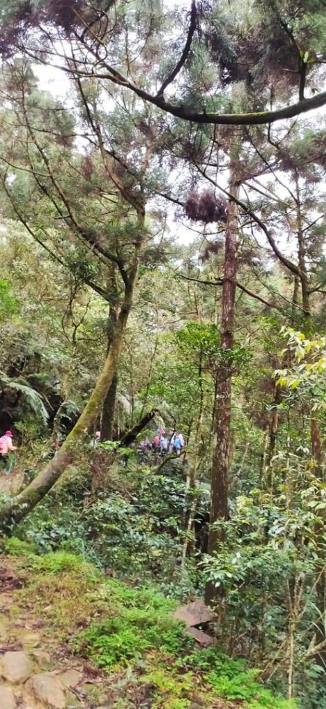 鵲子山步道 小百岳_1304401