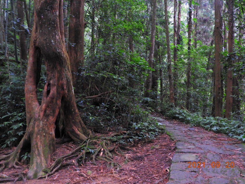 南投 鹿谷 鳳凰山_1464053