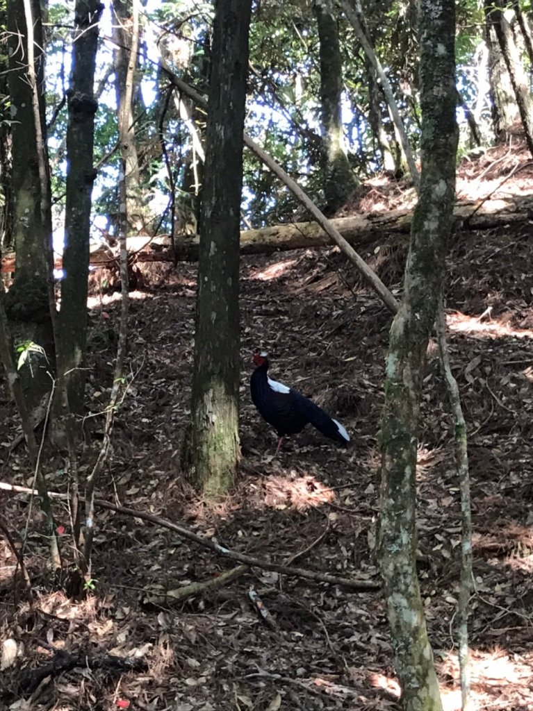 谷關七雄  老二  馬崙山  郊遊_1469069