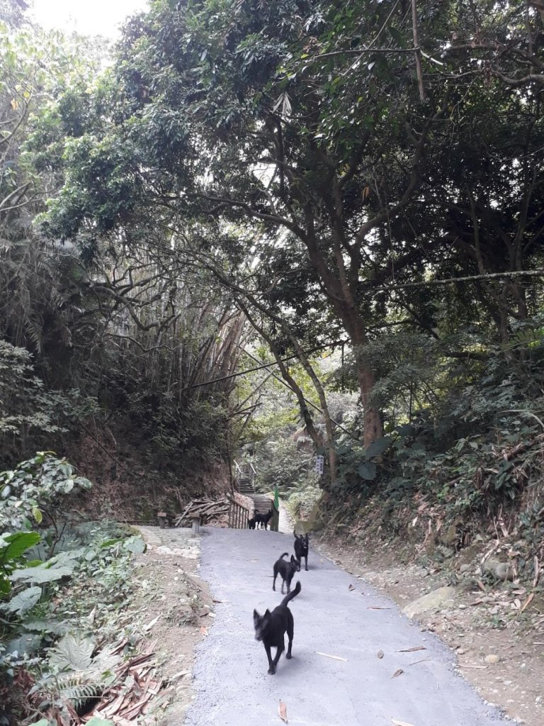 雲林林內龍過脈森林步道20190323_550600