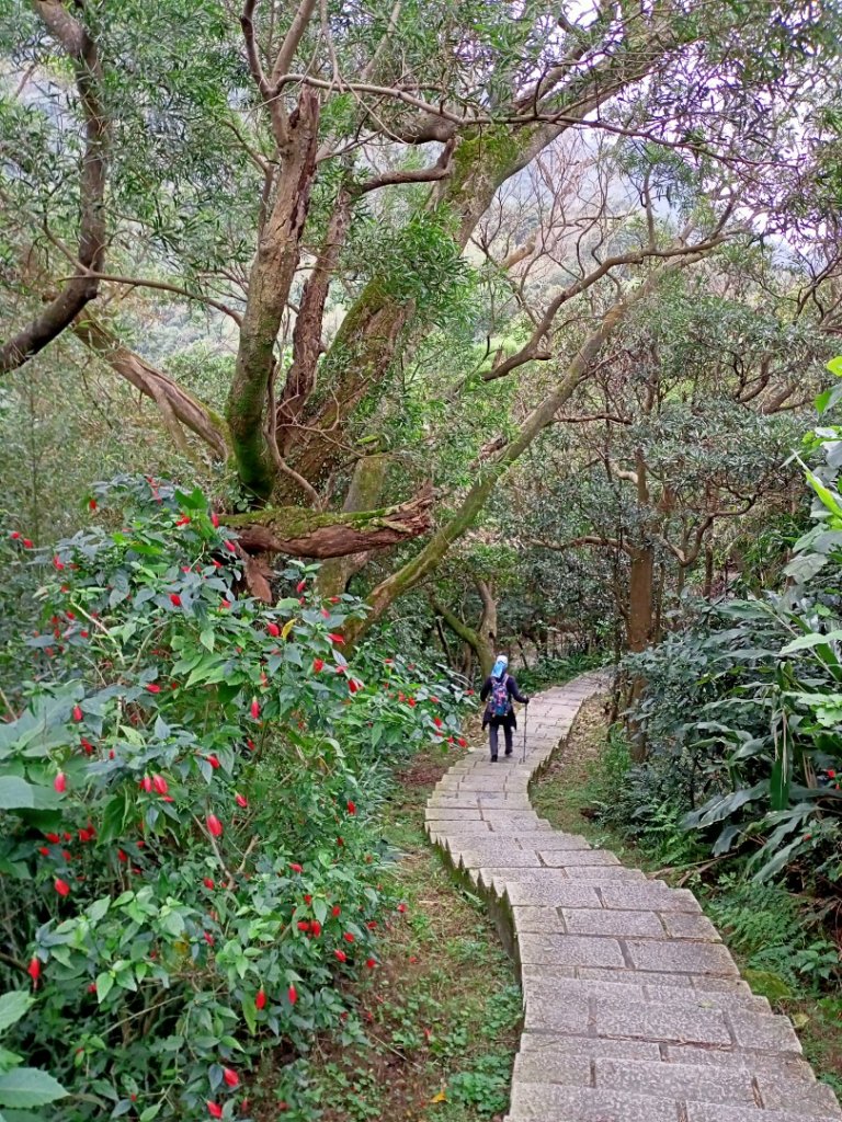 輕鬆漫遊四獸山市民森林-虎山楓紅翩翩落葉_1222196