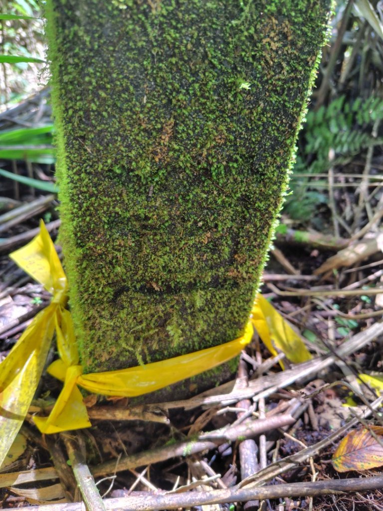 沙里仙林道、沙里仙溪、同富山/埔沙山、東埔山、阿毛巨木_2812666