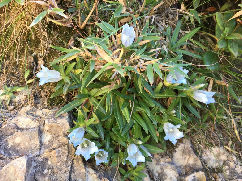 武陵四秀(2015四缺喀_2019喀桃)_689681