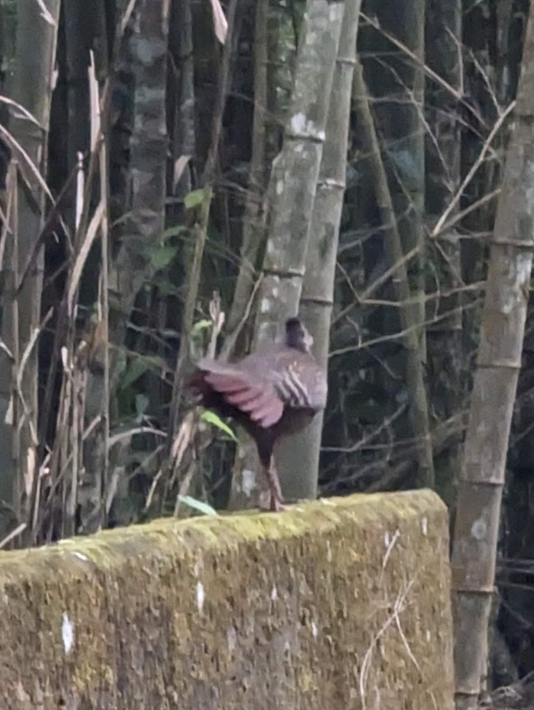 【小百岳055】雲林 石壁山_1959500