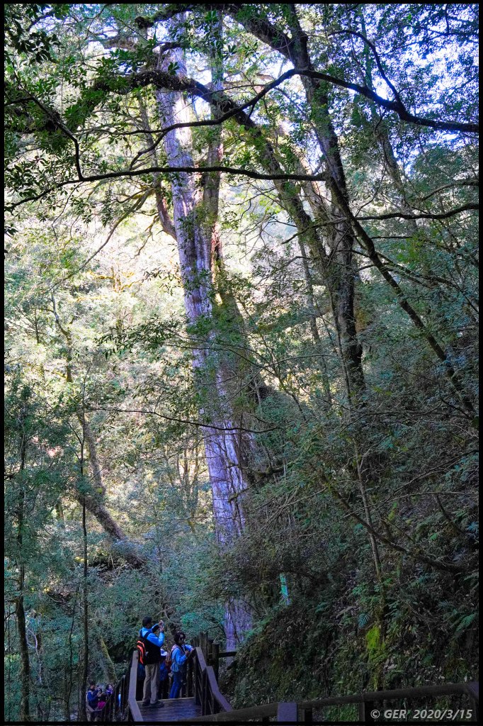 全台最大的紅檜森林 ~ 拉拉山巨木群_885604