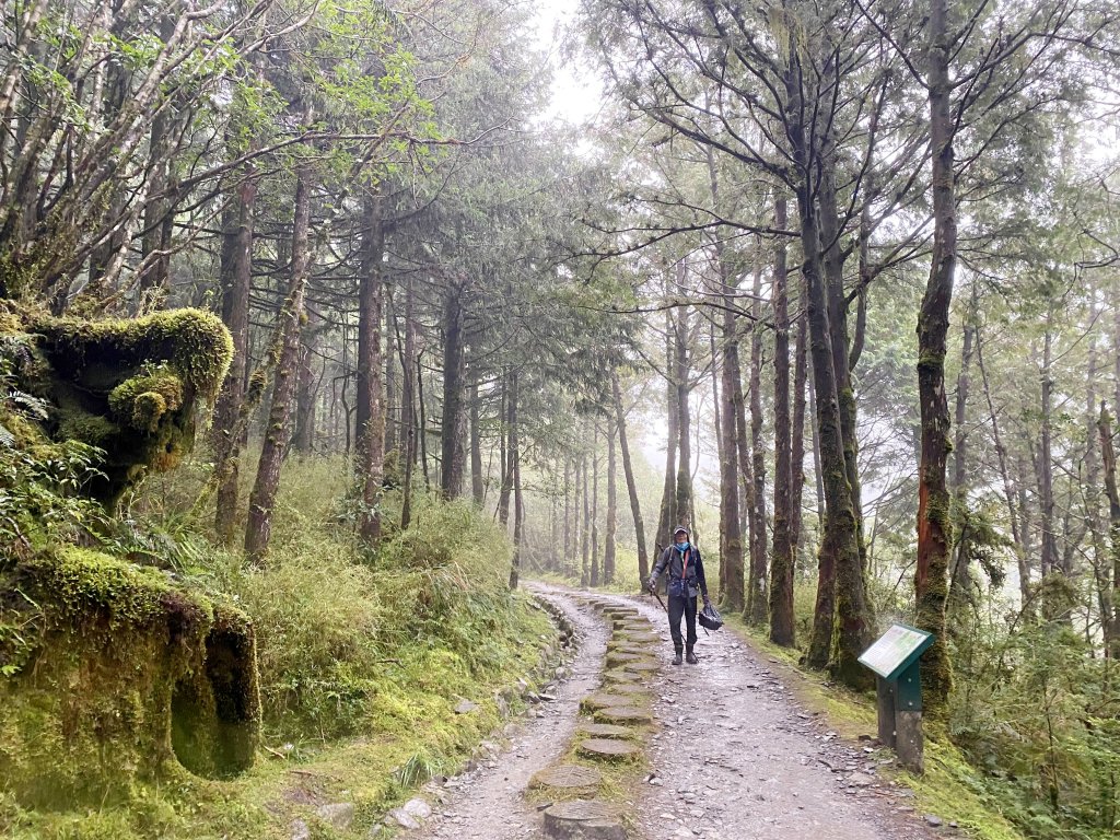 太平山山毛櫸步道與浪漫金黃相遇    2021/11/16_1519113