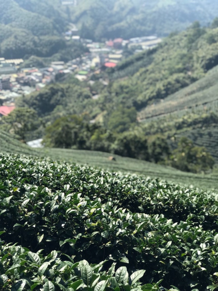 梨子腳山步道_252229