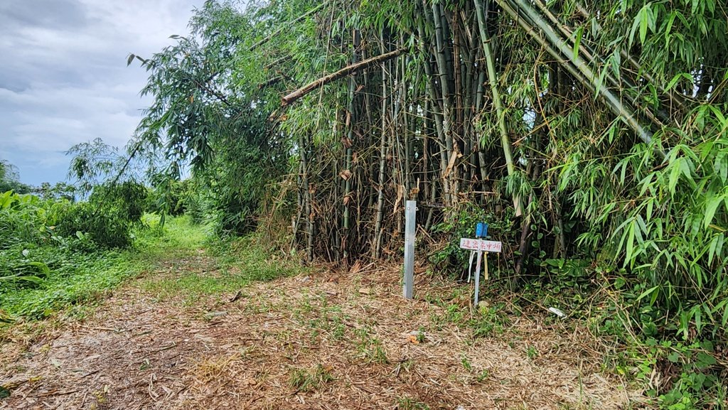 【南投民間】松柏嶺步道連走松柏坑山_2601748