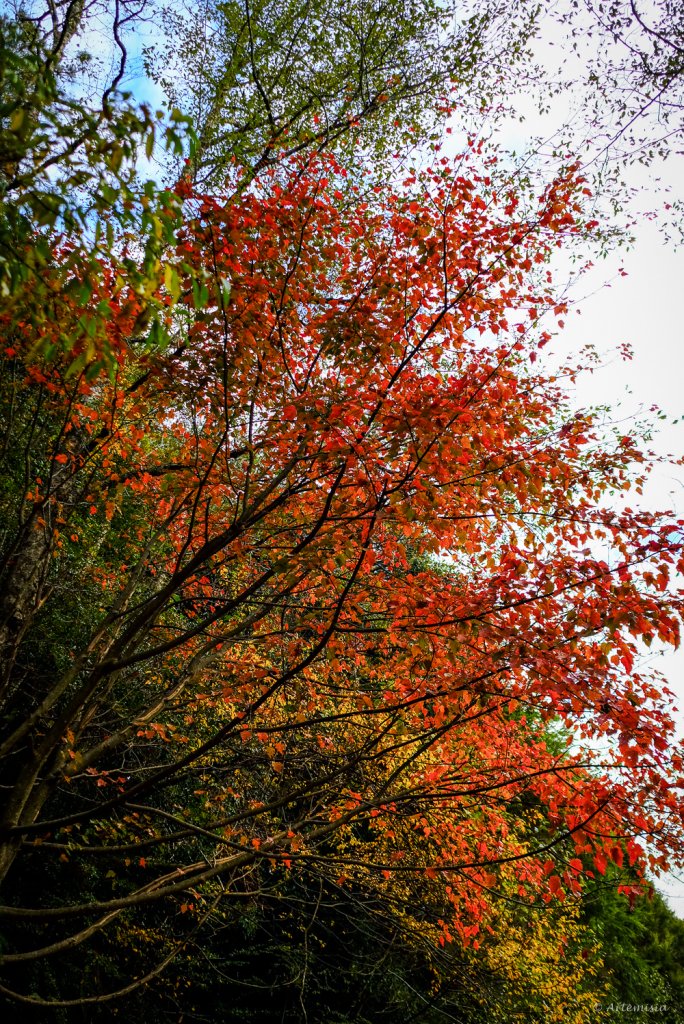 [冬訪大霸聖山岳參行]-大鹿林道東線榆金楓紅與九九山莊精選輯_2974611