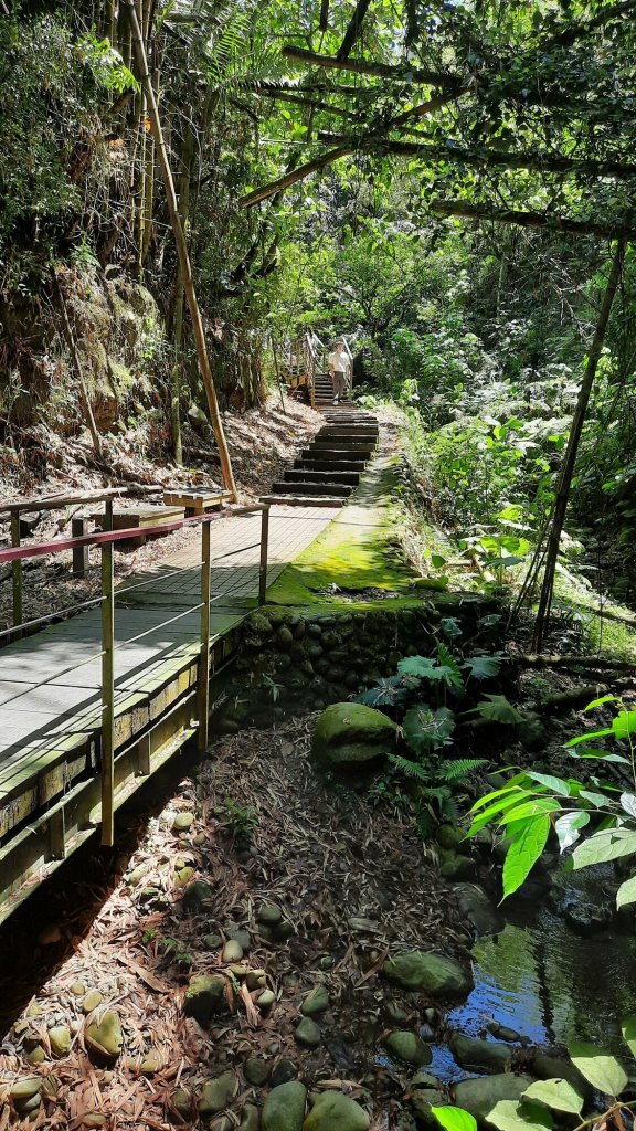 《雲林》紫斑蝶廊道｜龍過脈森林步道20220404_1662196