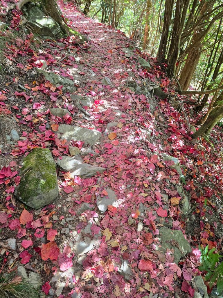 鳶嘴稍來山之楓紅／雲海_2974024