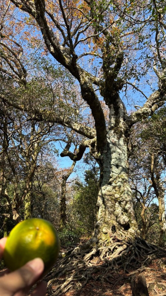 山毛櫸的「最後一舞」_2955291