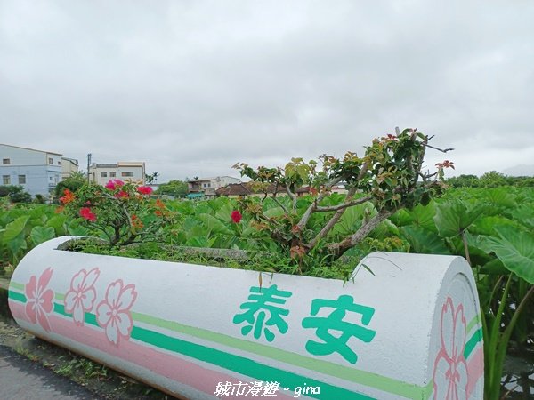 【台中后里】蓊鬱林間。 后里泰安登山步道_1728818