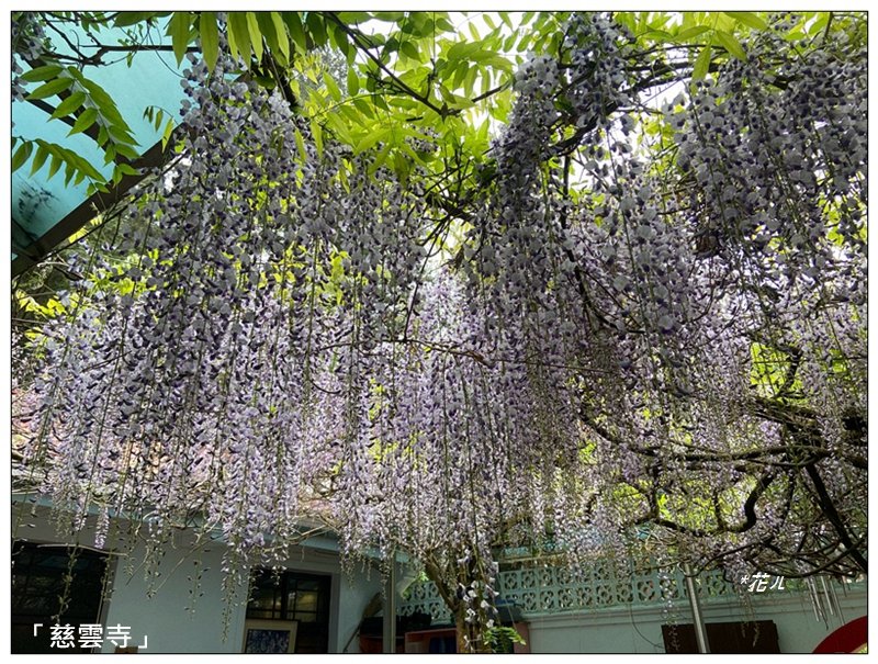 阿里山慈雲寺の紫藤封面圖