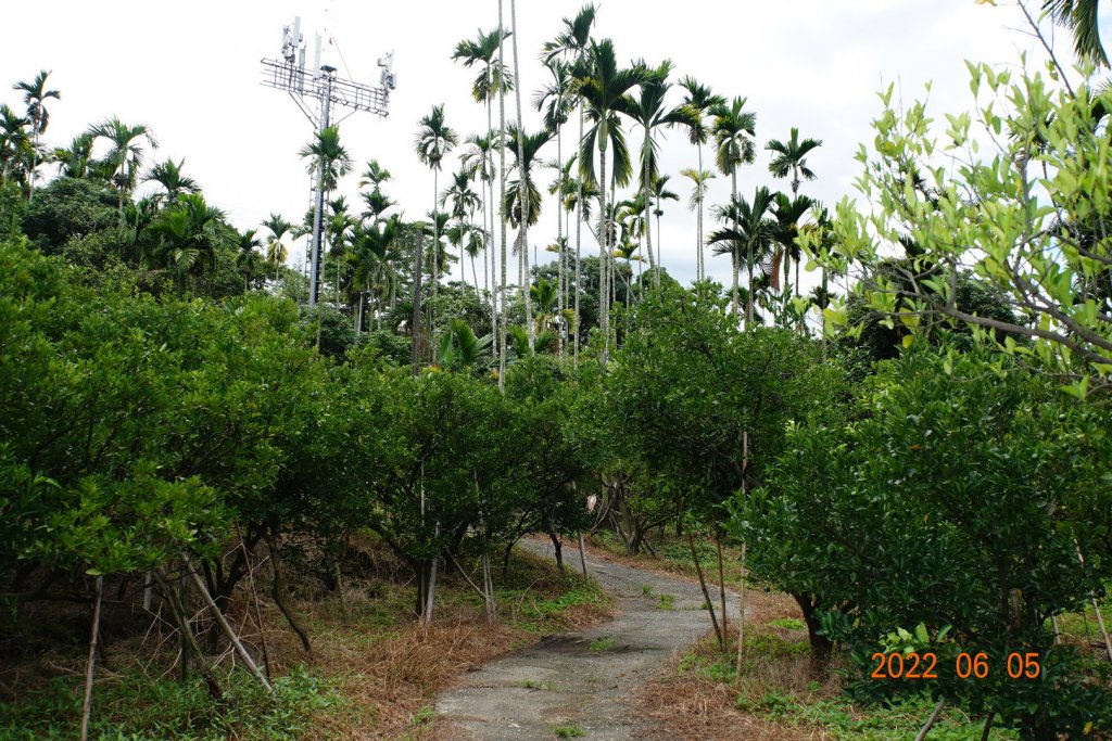 嘉義 竹崎 大埔山_1731734
