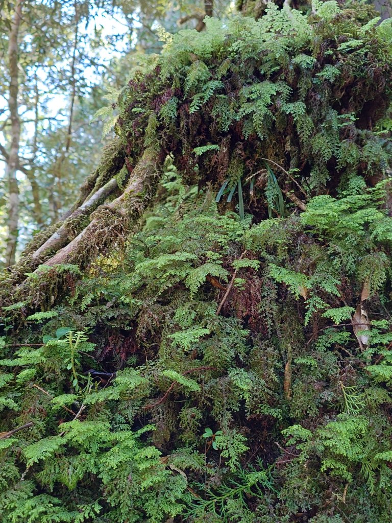 無言塔魔巴縱走_2637118