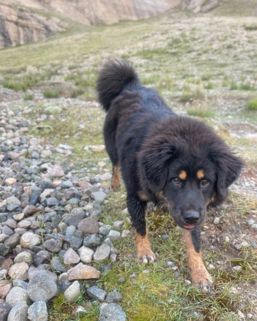 西藏♥️可愛動物🐎人物寫真/拉薩旅拍/美食_2902893