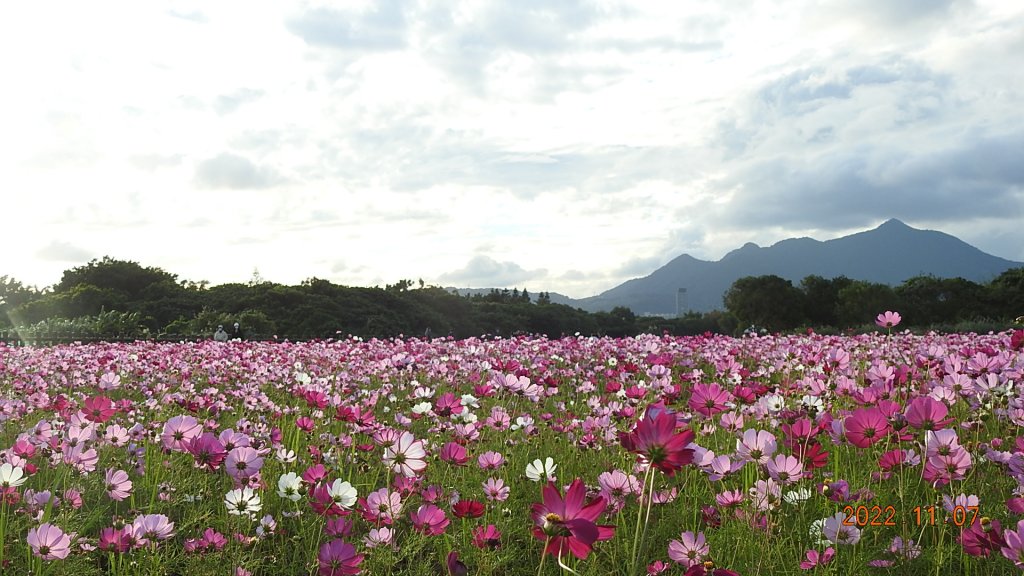 2022愛戀關渡花現幸福_1902454
