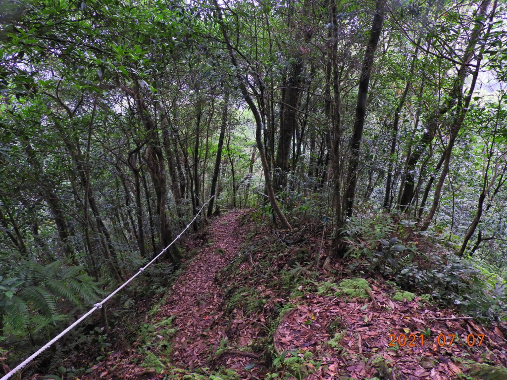 新北 坪林 九芎根山_1422946