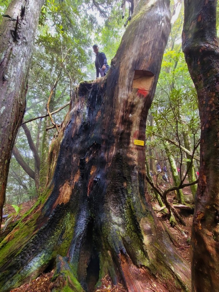塔曼山-森林浴20210213_1333365