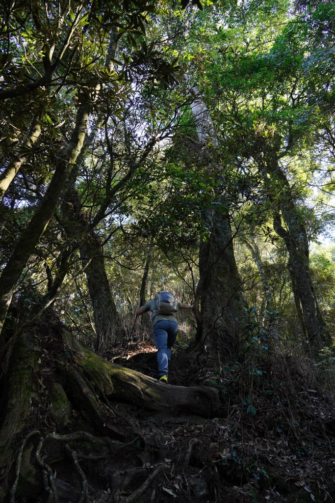 台中和平區 鳶嘴西稜下稍來南稜_1968130