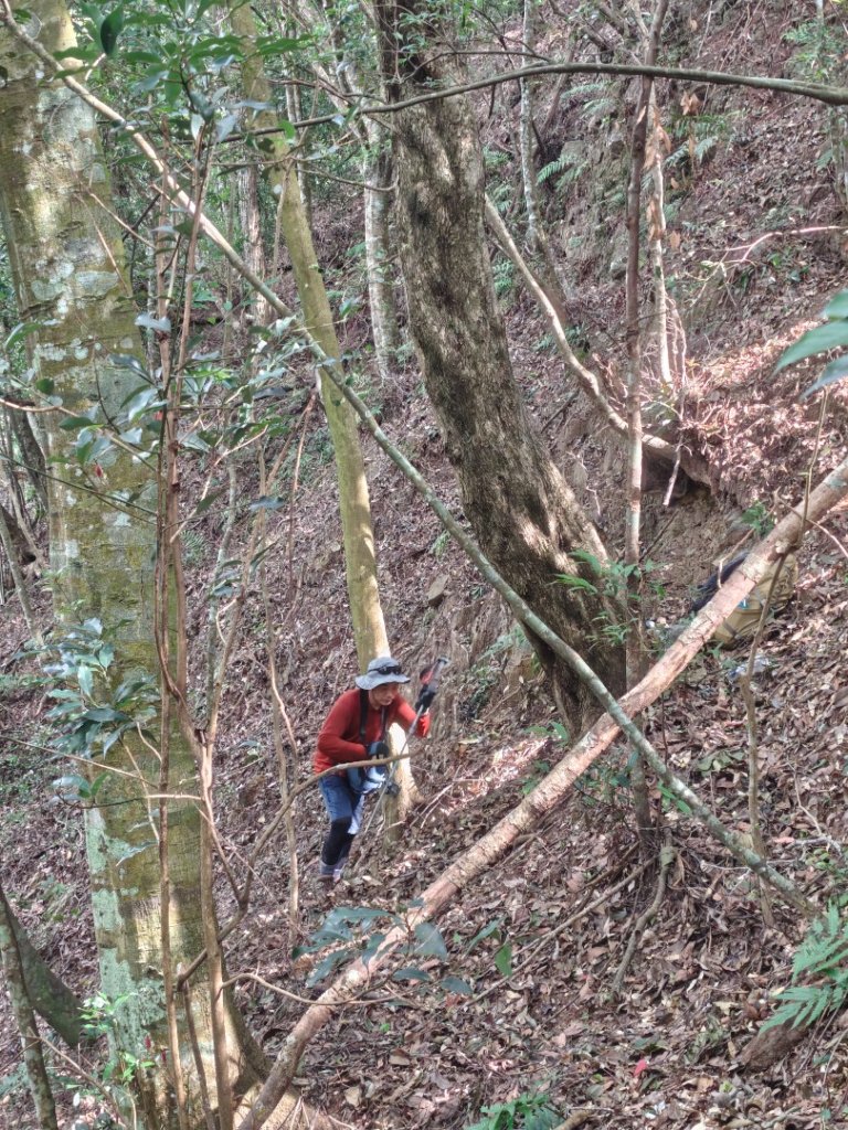 阿冷山 谷關第八雄_2877405