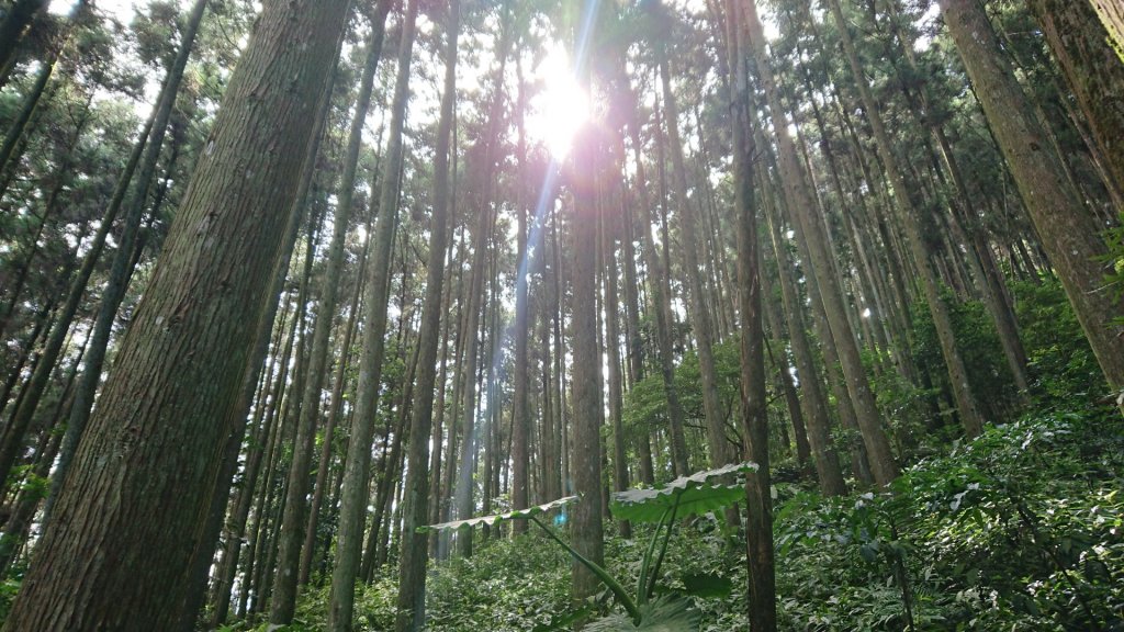 滿滿仙氣的向天湖山_1107046