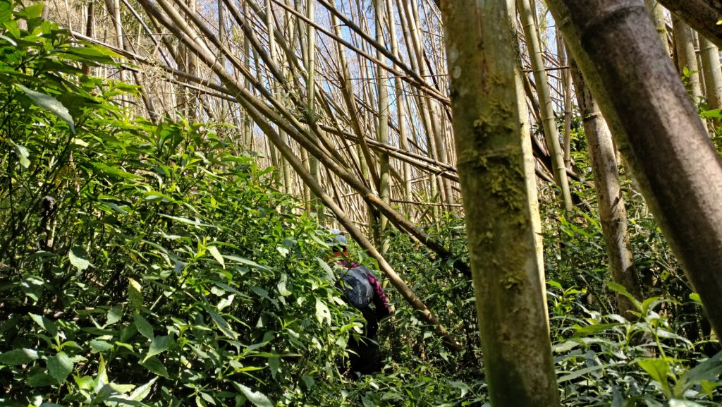 大秘寶探勘第九次 崩棚山西南稜線縱走光崙山大O繞大石翁山撿山頭全線貫通 2023年2月17日_2034421