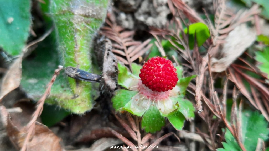 《台中》漫櫻飄舞｜后里泰安櫻花季健行20240225_2436844