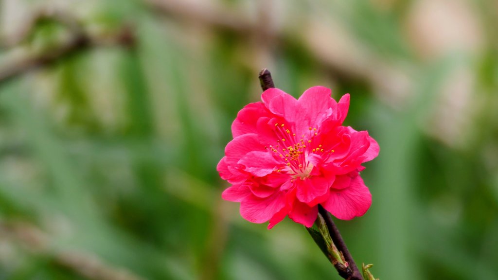 《臨江仙・碧山巖櫻花》_2714292