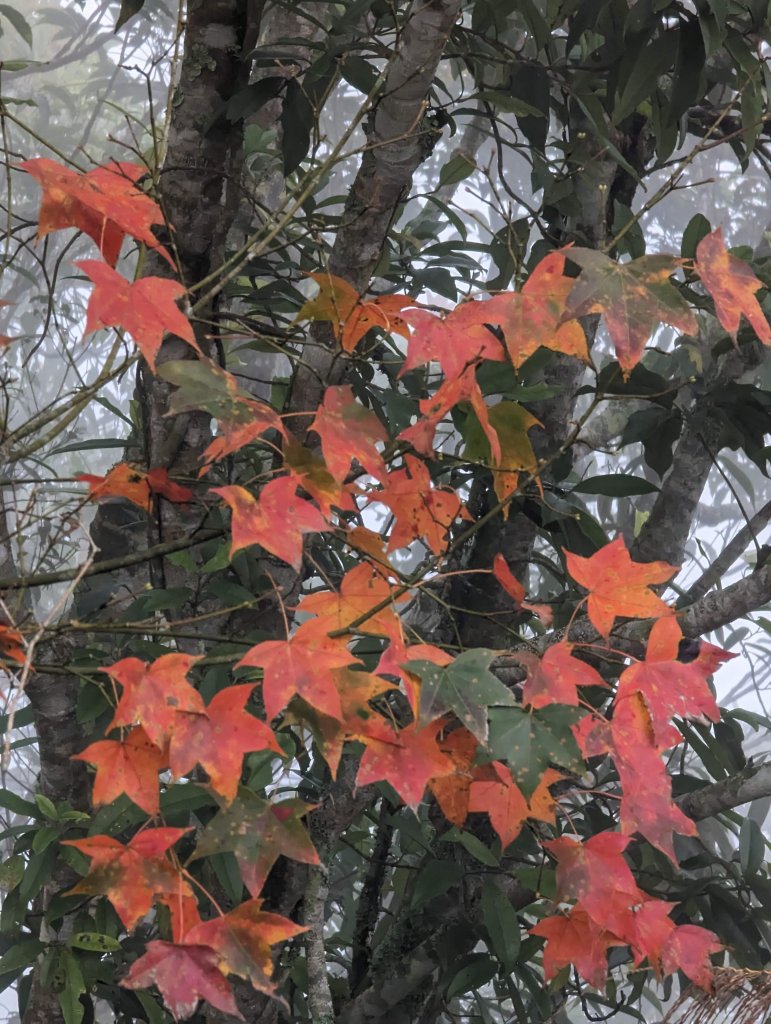 【小百岳055】雲林 石壁山_1959499