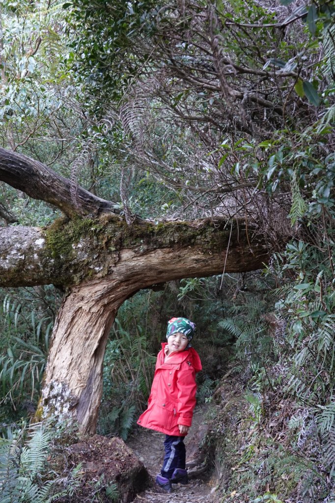 阿興阿賢北大武山_870740