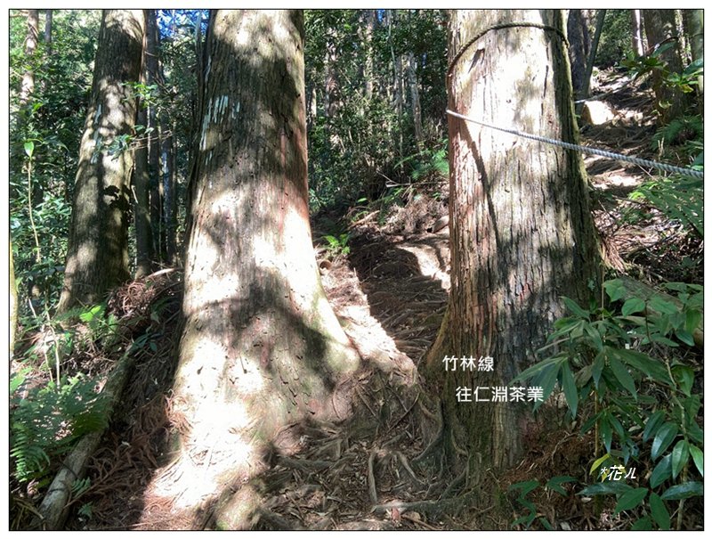 嶺頭山、金柑樹山、忘憂森林 O型一圈_2944760