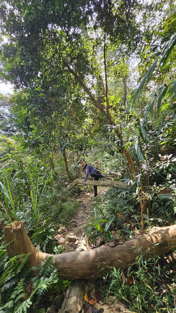 【稜線瘦如刀鋒，山形橫亙如屏風】解鎖第55座小百岳 #045 大橫屏山_2932885