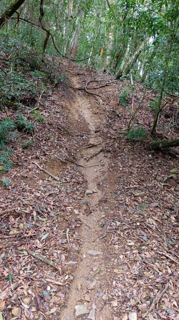 橫屏山/舊武界越山大O繞七連峰（埔里六秀之五+六）_1899172