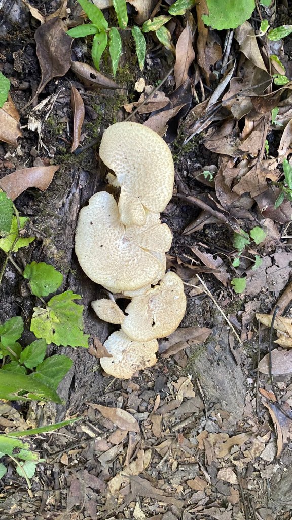 難惹的女仍山_1777322