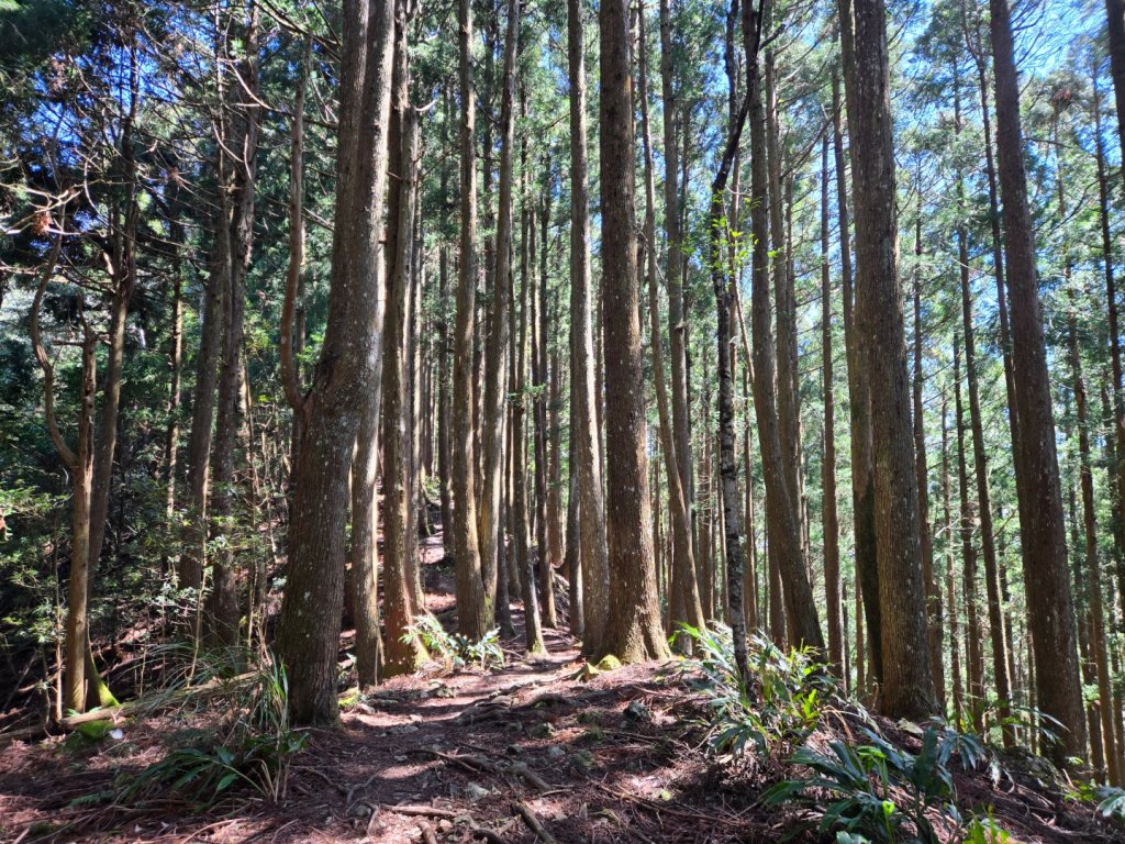 油羅山_3014869