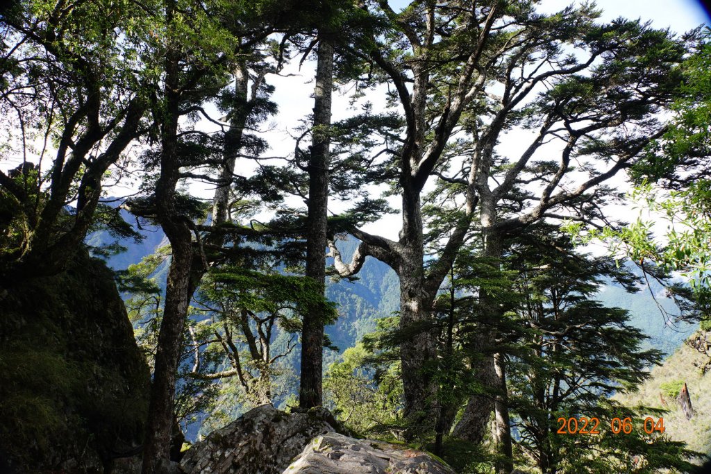 嘉義 阿里山 玉山前峰_1731134