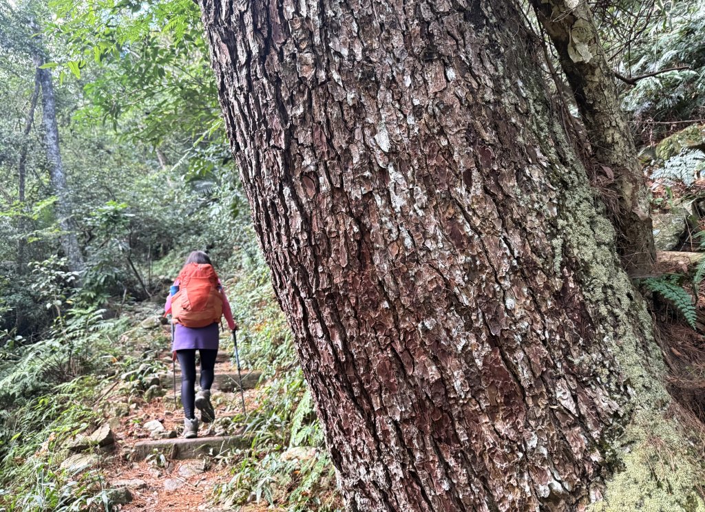 回程下雨的 松鶴上 八仙山 20251025_2925738