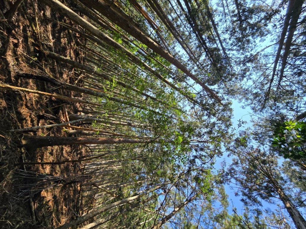 卓社大山〔武界栗栖溪登山口起登〕_2748389