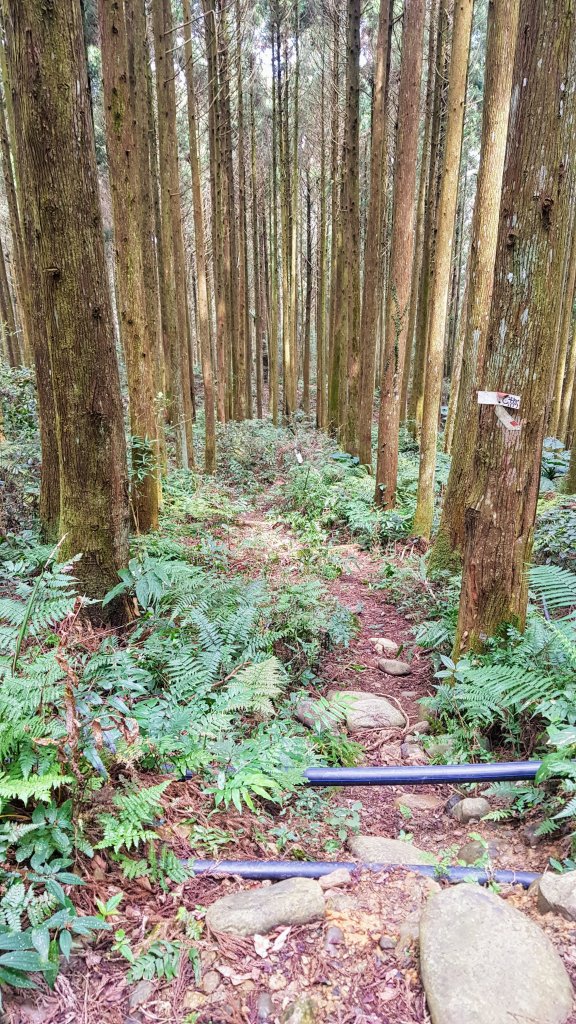 起初露營區經第三登山口上油羅山_872311