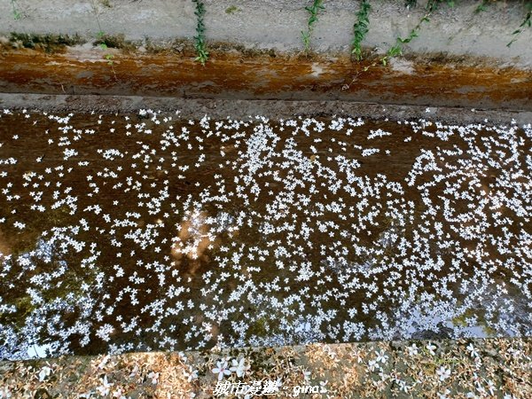 【台中外埔】高鐵觀景台、綠樹成蔭下賞桐花。 外埔水流東桐花步道_2136873