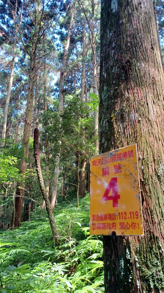 【苗栗南庄】向天湖山光天高山小O繞_2933157