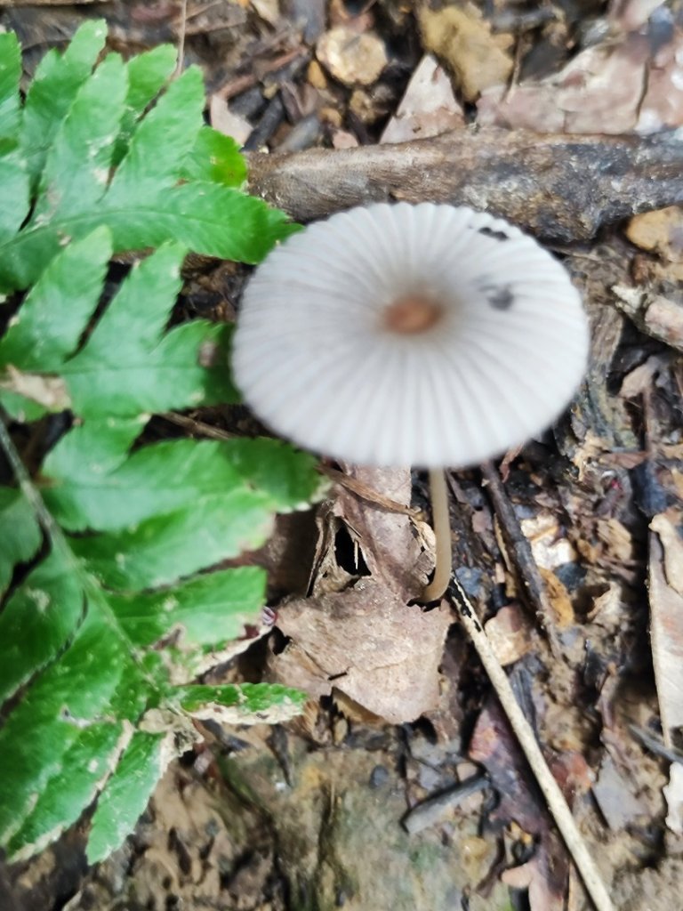 微笑山線之望月亭段_2849026